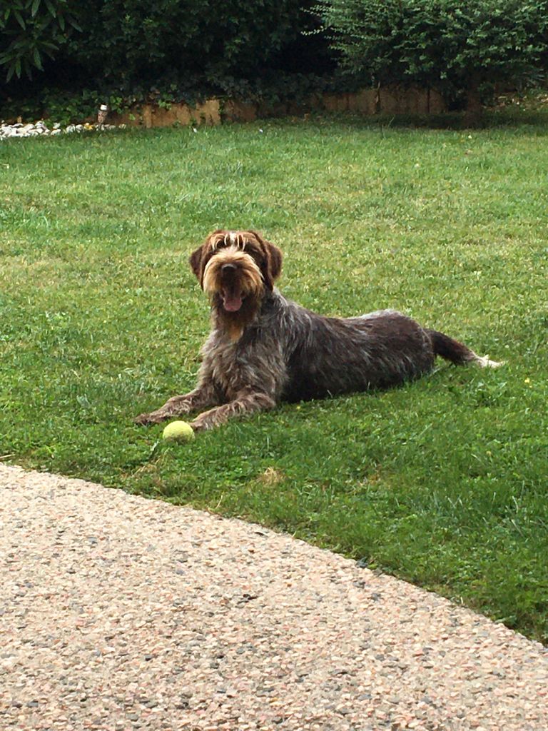 du bois de Ribaute - FUTURE PORTEE DE ROXY