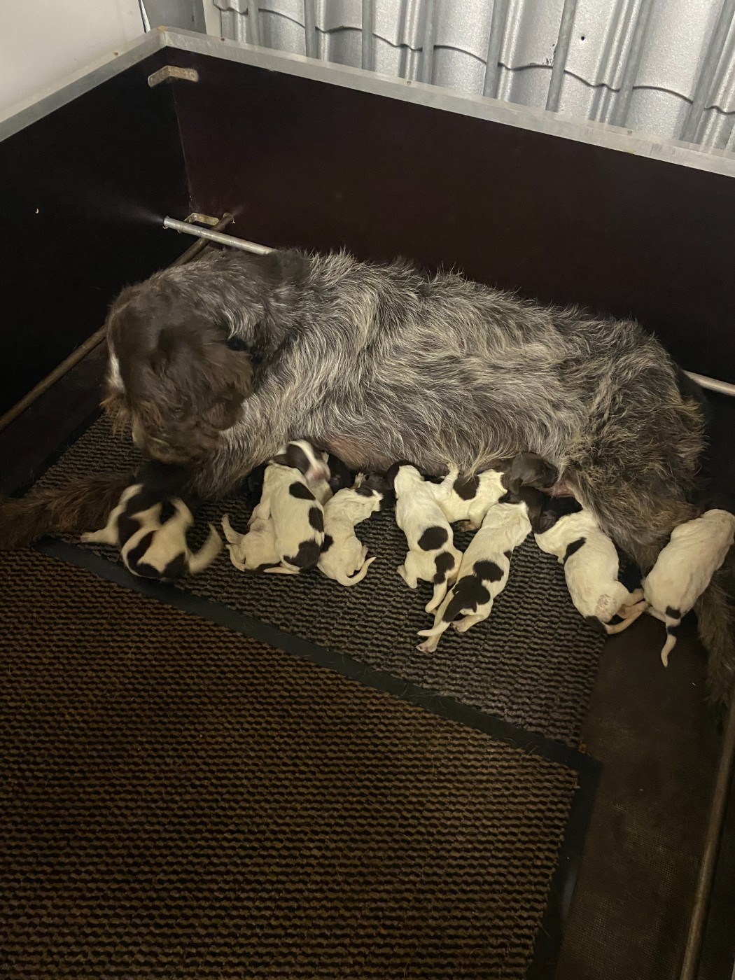 du bois de Ribaute - Chiots disponibles - Griffon d'arrêt à poil dur Korthals