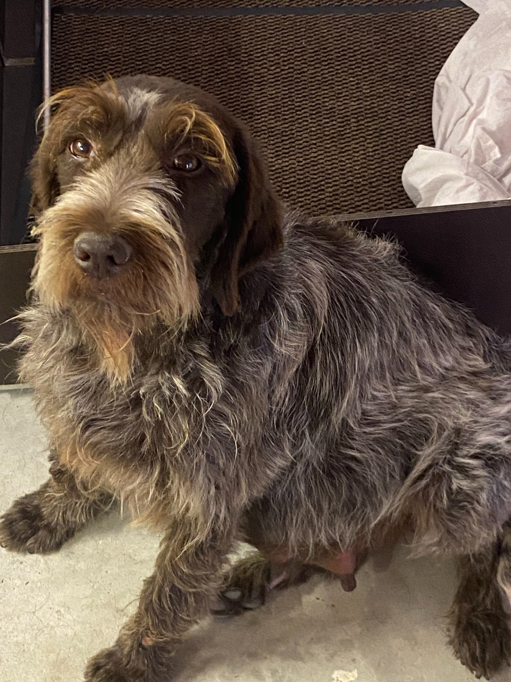 du bois de Ribaute - Chiots disponibles - Griffon d'arrêt à poil dur Korthals