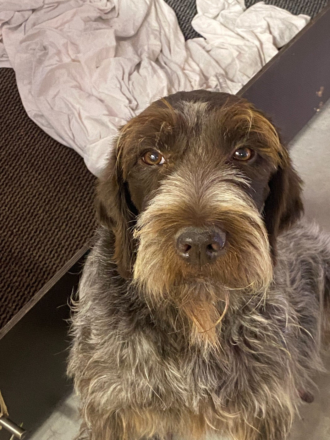 du bois de Ribaute - Chiots disponibles - Griffon d'arrêt à poil dur Korthals