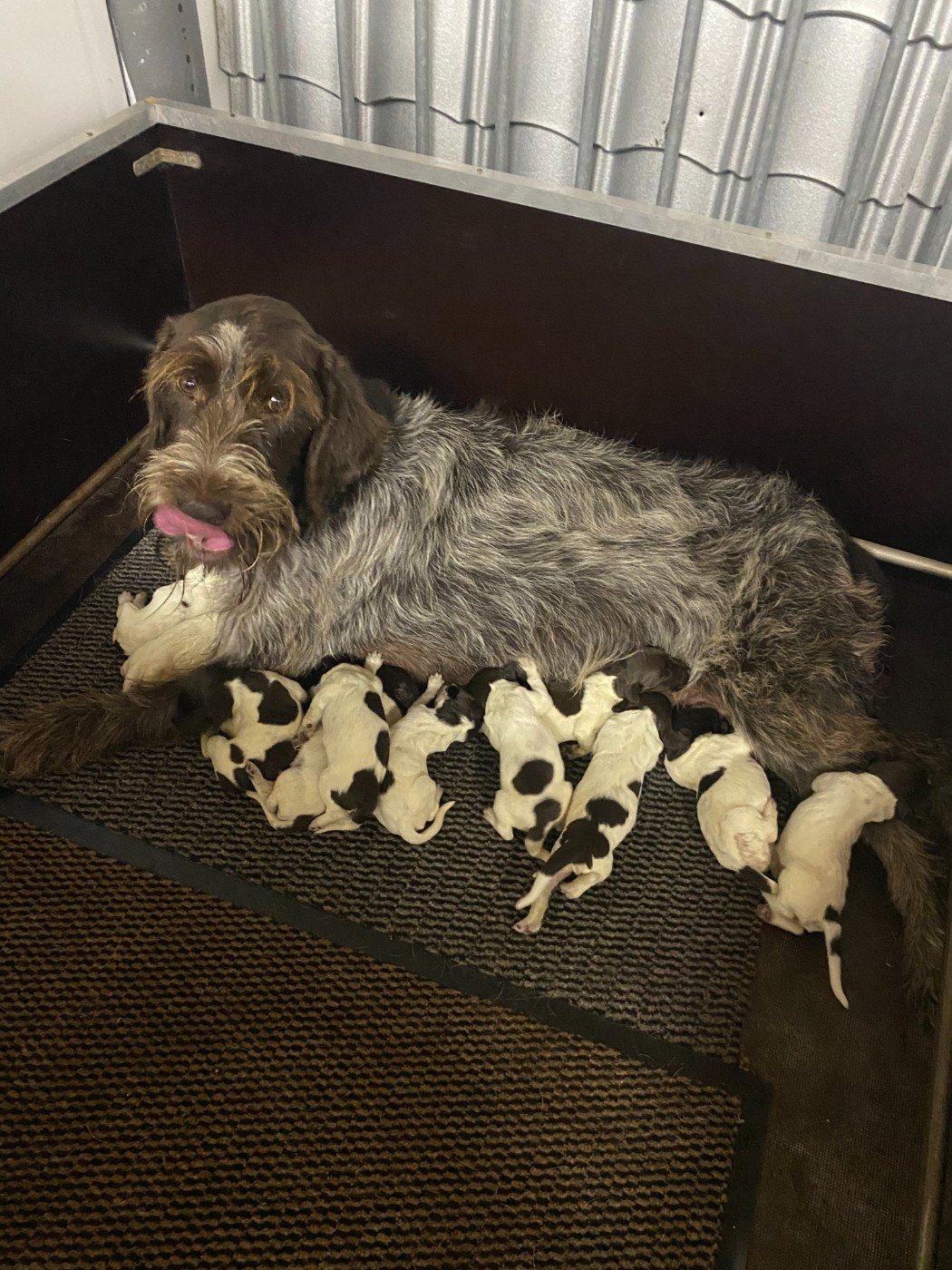 du bois de Ribaute - Chiots disponibles - Griffon d'arrêt à poil dur Korthals