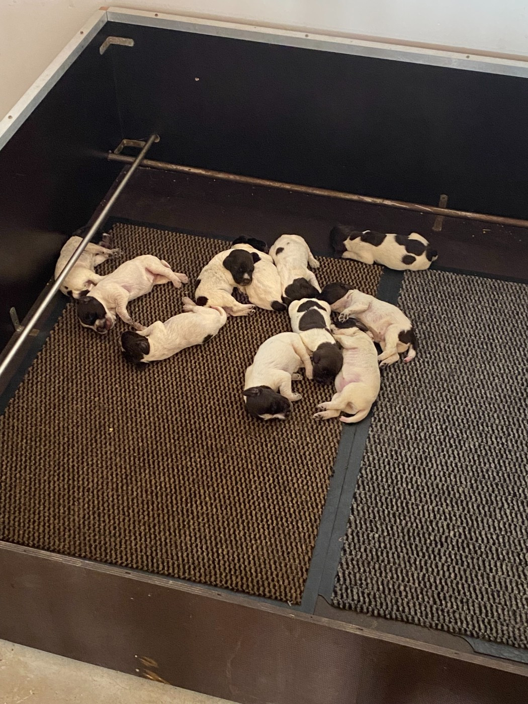 du bois de Ribaute - Chiots disponibles - Griffon d'arrêt à poil dur Korthals