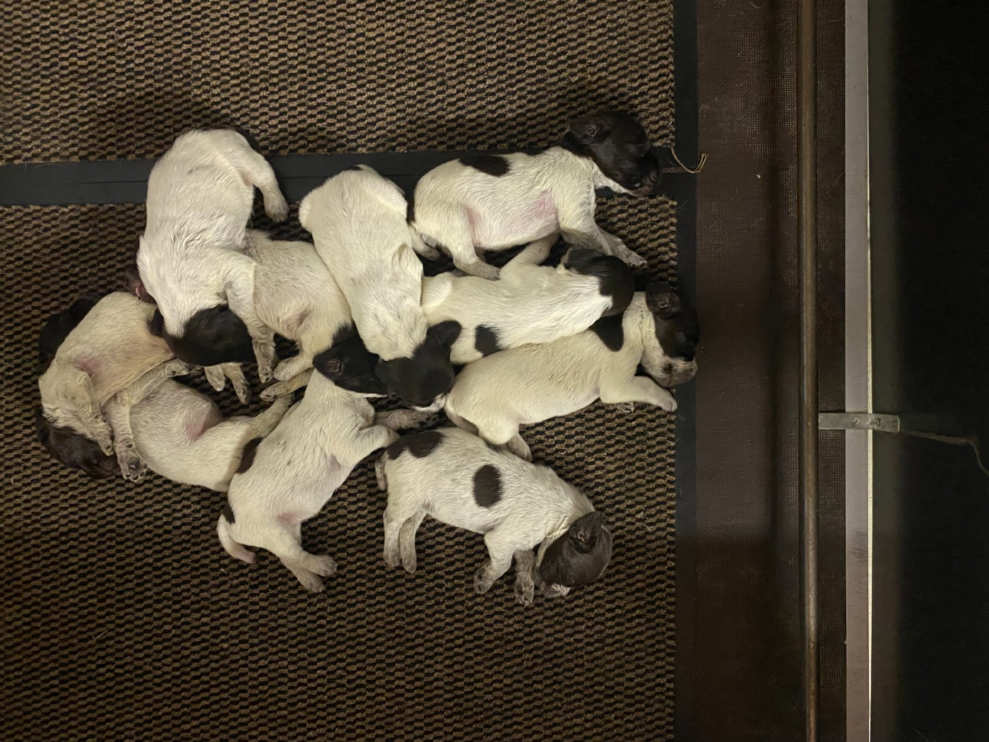 du bois de Ribaute - Chiots disponibles - Griffon d'arrêt à poil dur Korthals