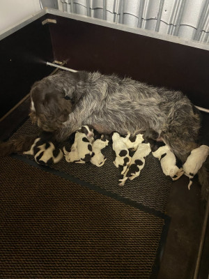 CHIOT 3