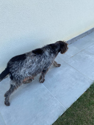 CHIOT 7