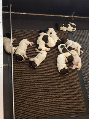 CHIOT 4