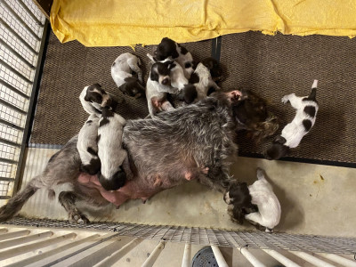 CHIOT 8