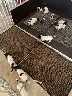 CHIOT 9