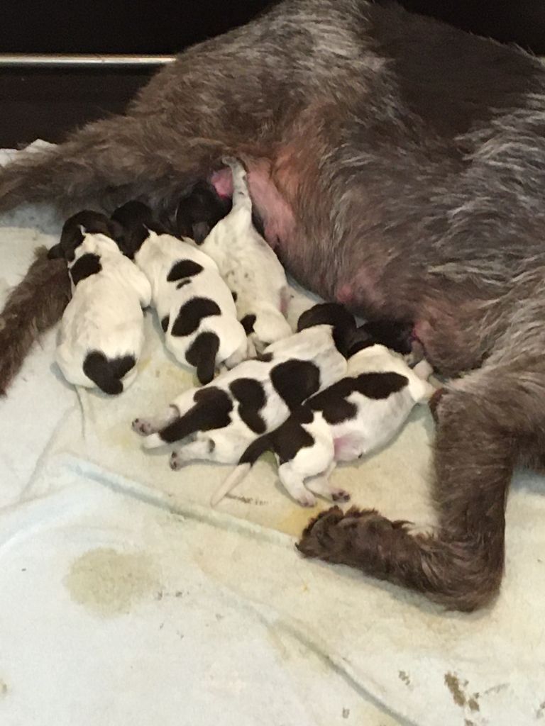 Chiot Griffon d'arrêt à poil dur Korthals du bois de Ribaute