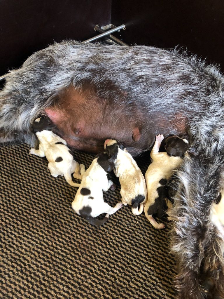 du bois de Ribaute - Chiots disponibles - Griffon d'arrêt à poil dur Korthals