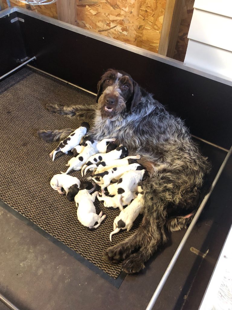 Chiot Griffon d'arrêt à poil dur Korthals du bois de Ribaute